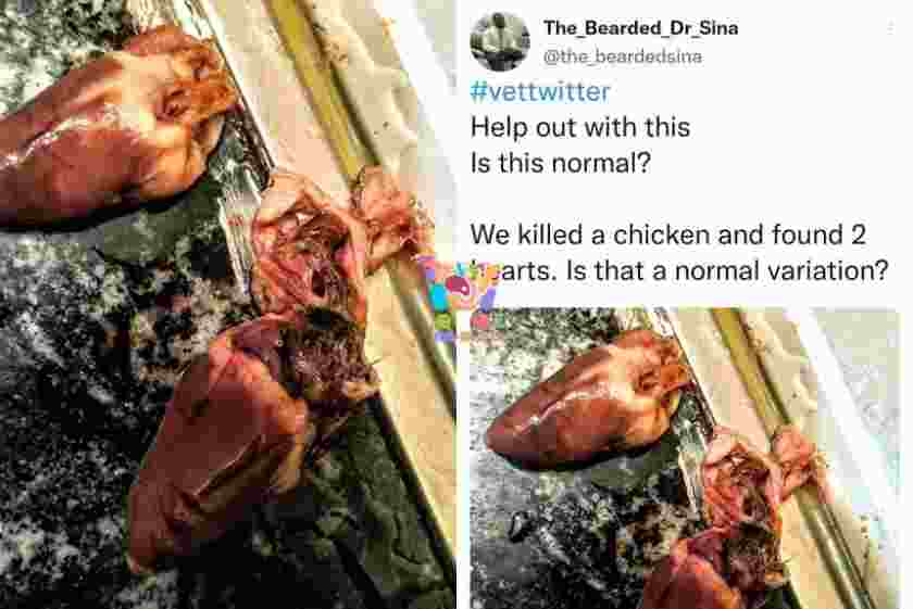 Medical doctor shocked after discovering the chicken he slaughtered has two hearts